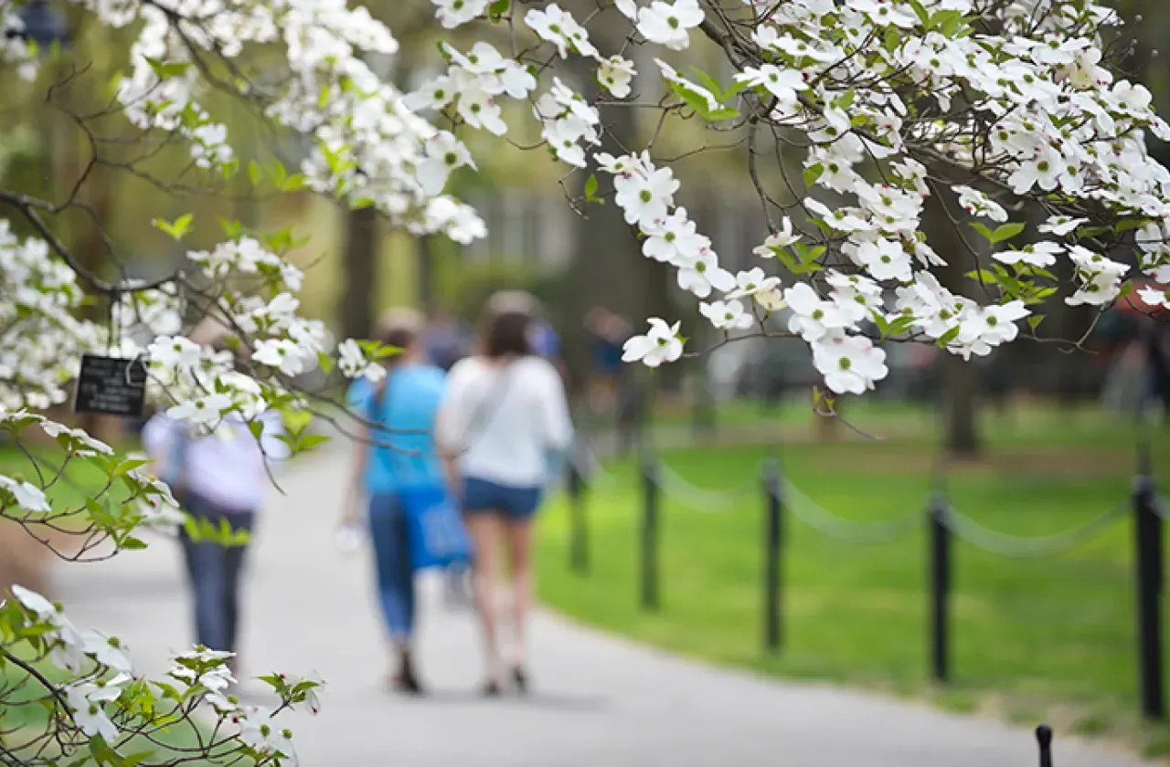 Close-up of a flowering tree on campus with people walking in the background.