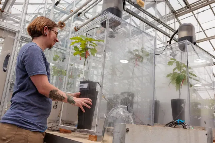 Avery Maltz '25 researching the function of valley fog on forests in Central Appalachia as part of Sybil Gotsch's Forest Ecophysiology Lab at the University of Kentucky. Photo by Matt Barton/ UK College of Agriculture